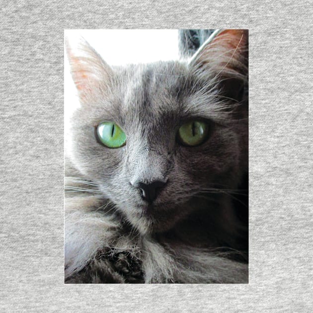 Stunning green eyed grey cat by PandLCreations